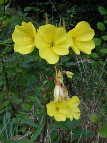 Oenothera glazioviana